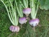 Turnip Harvest