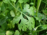 Cilantro Leaf