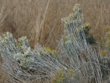 Silvery Sagebrush Twigs