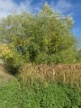 Willows and Cattails