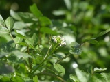 Flowers of Water Plants