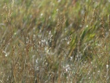 Thin Strands of Grass