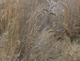 Gold and Pewter Grasses