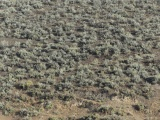 Sagebrush Textured Landscape