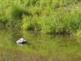 Reflections of a Stone and Grass