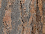 Bark and Needles