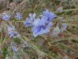 Frozen Chicory