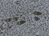 Paw Tracks