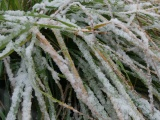 Snow on Green Grass