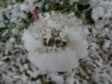 Snow Covered Dandelion