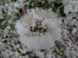 Snow Covered Dandelion