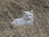 Watching through Grasses