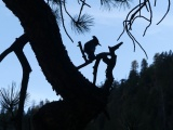 Silhouette of a Bird in a Tree