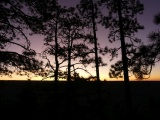 Evergreens in Purple Twilight