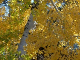 Fluttering Yellow Leaves