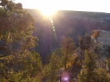 Morning Light among the Trees