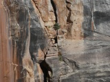 Growth in the Crevice