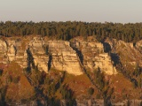 Trees Above and Below