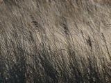 Wave of Brown Grasses