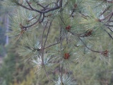 Blossoms of Needles