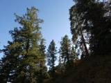 Trees on a Hillside