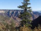 Tree and Canyon