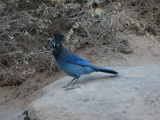 Stellers Jay