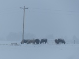 Cold Cows