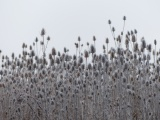 Frosted Spires