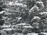 Snow on the Needles