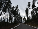 Road through the Evergreens