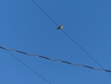 Dove on Wires