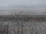 Winter Plants in the Fog