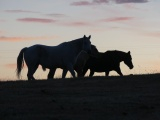 Horses at Sunset