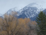 Trees and Distant Mountains