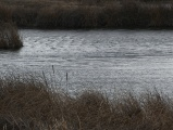 Ripples among Cattails