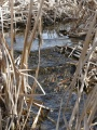 Water between Cattails