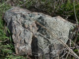 Lichen Covered Rock in the Grass