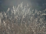 Backlit Seedheads in April