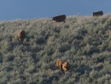 Line of Cows Descending