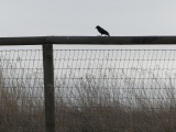 Blackbird on a Fence