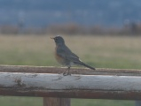 Robin on a Fence