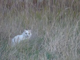 Cat in the Grass