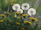 Early Dandelions