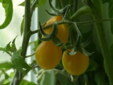 Trio of Yellow Pear Tomatoes
