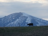 Cow in the Mountains