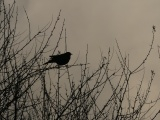 Silhouette of a Bird in May