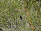 Blackbird in a Willow Tree