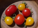 Colorful Little Tomatoes