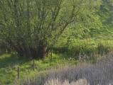 Verdant Willow Landscape